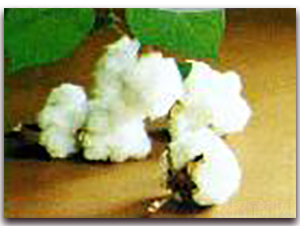 棉花王-棉花種子-睿優(yōu)農(nóng)業(yè)