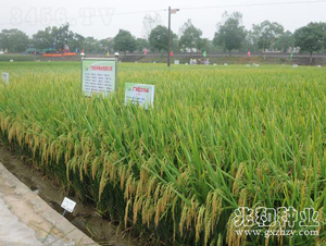 �V8��(y��u)2156-ˮ���N��-�׺ͷN�I(y��)