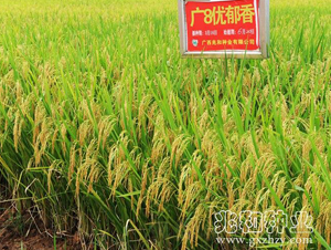 �V8��(y��u)����-ˮ���N��-�׺ͷN�I(y��)