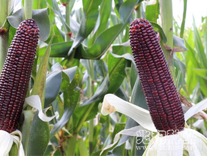 ���Ŵ219-Ŵ���׷N��-�׺ͷN�I(y��)