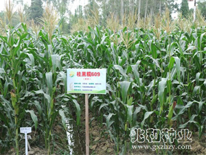 ���Ŵ609-Ŵ���׷N��-�׺ͷN�I(y��)