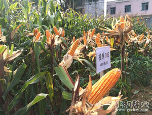 ����165-���׷N��-�׺ͷN�I(y��)