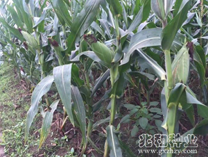 兆豐505-玉米種子-兆和種業(yè)