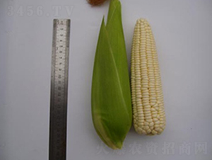 �K��Ŵ202-Ŵ���׷N��-�L(zh��ng)���N��