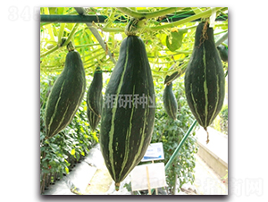 ���-�ϹϷN��-���зN�I(y��)