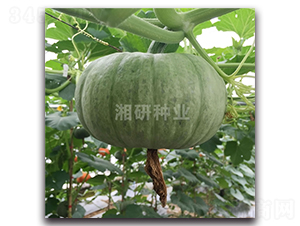 ������̖(h��o)-�ϹϷN��-���зN�I(y��)