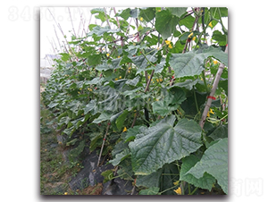 ������̖-�S�ϷN��-���зN�I(y��)