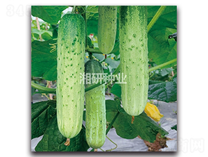 ��´��̖-�S�ϷN��-���зN�I(y��)