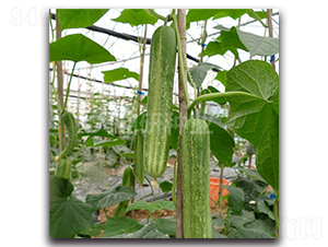 ������̖-�S�ϷN��-���зN�I(y��)