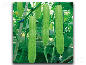 ��@850-�S�ϷN��-���зN�I(y��)