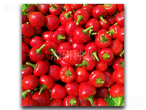 湘辣白珠-朝天椒種子-湘研種業(yè)