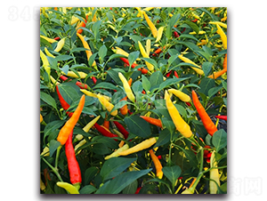 星悅-朝天椒種子-湘研種業(yè)