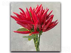 鴻云-朝天椒種子-湘研種業(yè)