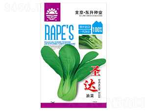 東升圣達(dá)油菜-油菜種子-東升種業(yè)