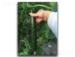 ����2̖F1-�S�ϷN��-Ψ�r(n��ng)�N�I(y��)