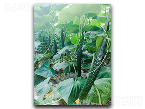 ��Gʿ5̖F1-�S�ϷN��-Ψ�r(n��ng)�N�I(y��)