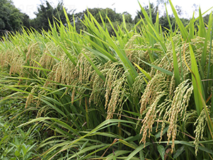 ׿��(y��u)6̖(h��o)-ˮ���N��-���N�I(y��)