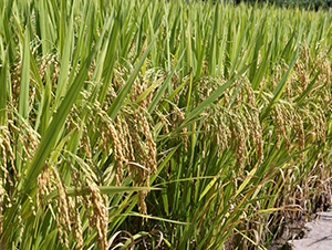 ׿��(y��u)�Aռ-ˮ���N��-���N�I(y��)