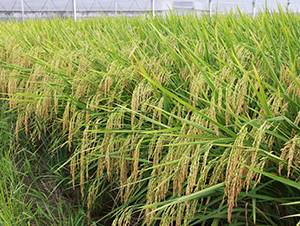 �p��(y��u)260-ˮ���N��-���N�I(y��)