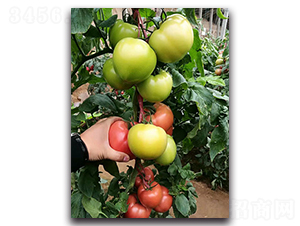 ����380F1-�۹����ѷN��-Ψ�r(n��ng)�N�I(y��)