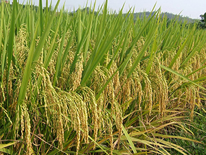 �f����(y��u)15-ˮ���N��-���N�I(y��)