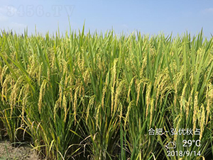 �냞(y��u)��ռ-ˮ���N��-���N�I(y��)