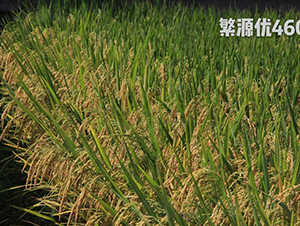 ��Դ��(y��u)460-ˮ���N��-���N�I(y��)