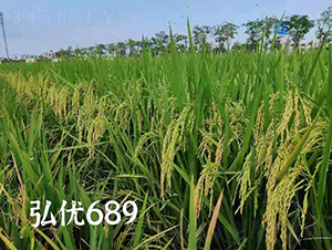 �냞(y��u)689-ˮ���N��-���N�I(y��)