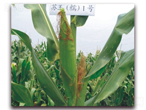 �K��Ŵ1̖(h��o)-Ŵ���׷N��-�к̷N�I(y��)