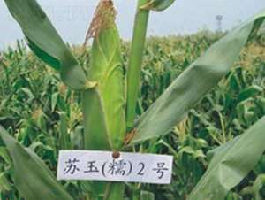 �K��Ŵ2̖(h��o)-Ŵ���׷N��-�к̷N�I(y��)