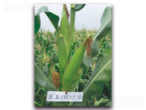 �K��Ŵ5̖(h��o)-Ŵ���׷N��-�к̷N�I(y��)