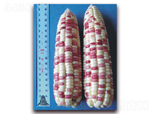 �K��Ŵ11̖(h��o)-Ŵ���׷N��-�к̷N�I(y��)