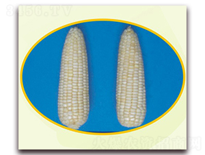 �K��Ŵ13̖(h��o)-Ŵ���׷N��-�к̷N�I(y��)