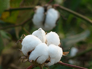 ���s��15̖-�޻��N��-�к̷N�I(y��)