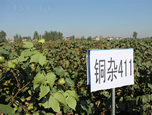 �~�s411-�޻��N��-�к̷N�I(y��)