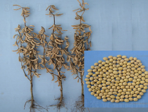 �춹20-�S���N��-�к̷N�I(y��)