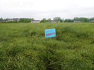 �}���s3̖-�Ͳ˷N��-�к̷N�I(y��)