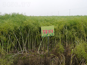 ���s1818-�Ͳ˷N��-�к̷N�I(y��)