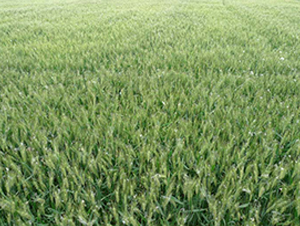 �P(y��ng)��20-С���N��-�к̷N�I(y��)