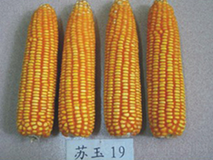 �K��19̖-���׷N��-�к̷N�I(y��)