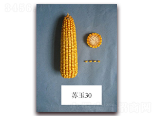 蘇玉30號(hào)-玉米種子-中禾種業(yè)