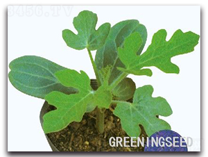 ��܊-��ľ�N��-����