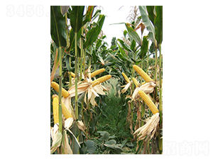 ��ǧһ̖(h��o)-���׷N��-��һ�N�I(y��)