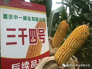 ��ǧ4̖(h��o)-���׷N��-��һ�N�I(y��)