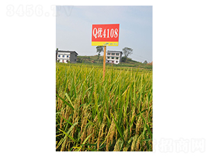 Q��(y��u)4108-ˮ���N��-��һ�N�I(y��)