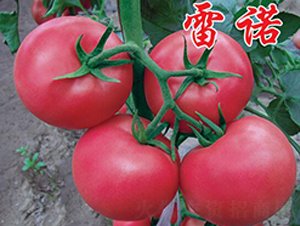 雷諾-秋延番茄種子-農(nóng)人農(nóng)業(yè)
