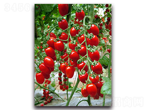 珍珠皇后1號(hào)-番茄種子-農(nóng)人農(nóng)業(yè)