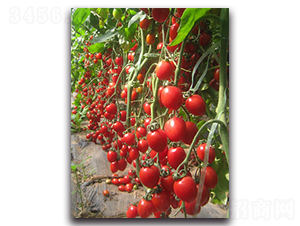 珍珠貴妃2號-番茄種子-農(nóng)人農(nóng)業(yè)