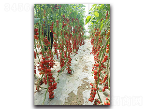 �����F��F1-���ѷN��-�r���r�I(y��)