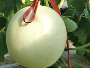 ����208-��ϷN��-�Є�(chu��ng)���S